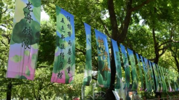 杭州网红柿子树因长太好被质疑
