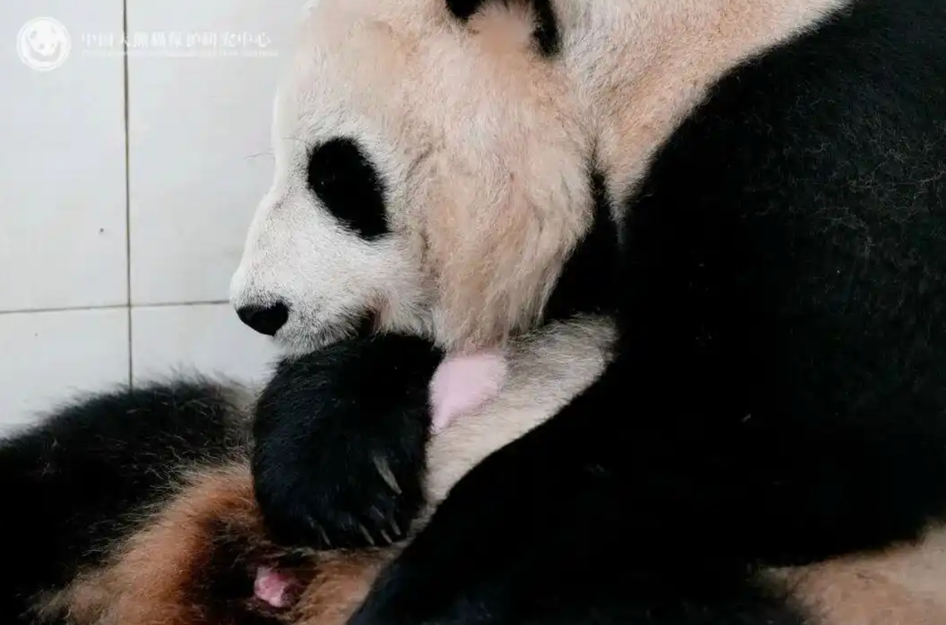 林诗栋比张本智和